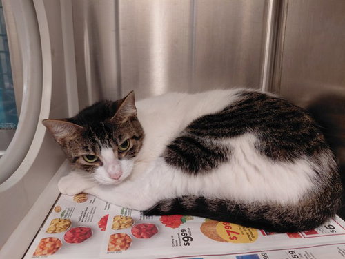 SUGAR, a cat for adoption from Harris County Pets