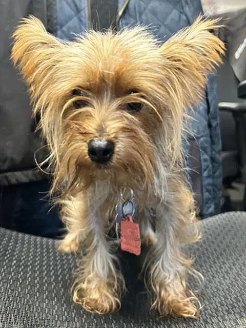 Tiger - Yorkshire Terrier Yorkie