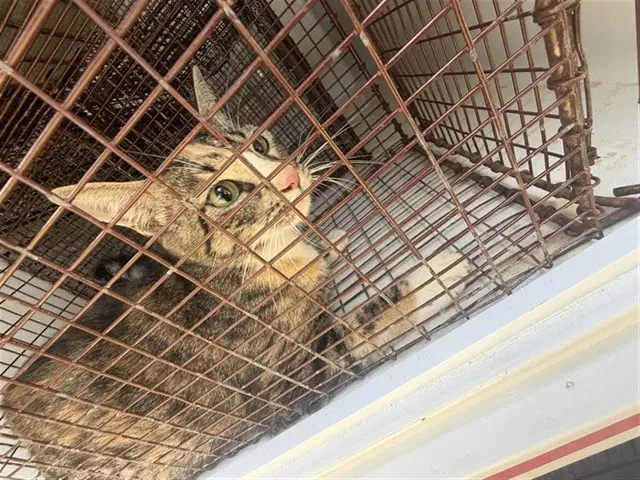 Unknown - Domestic Short Hair