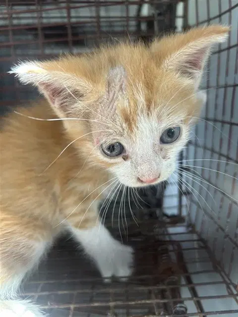 Unknown - Domestic Short Hair