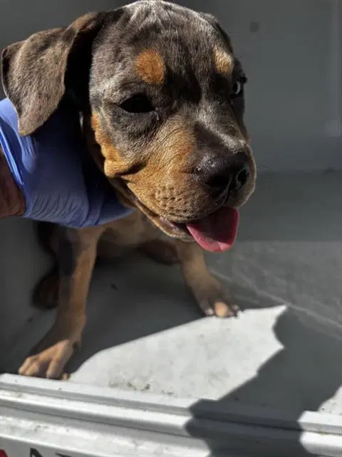 Unknown - Rottweiler