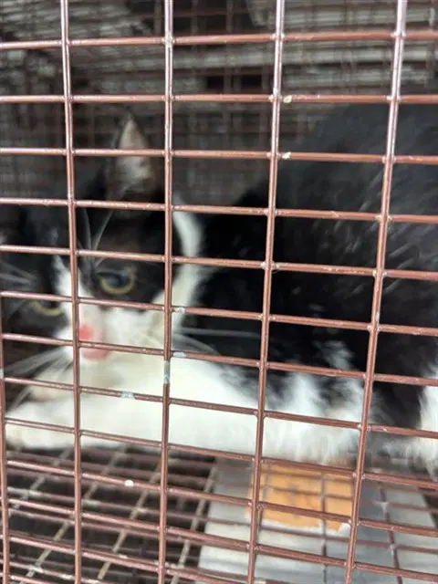 Unknown - Domestic Short Hair