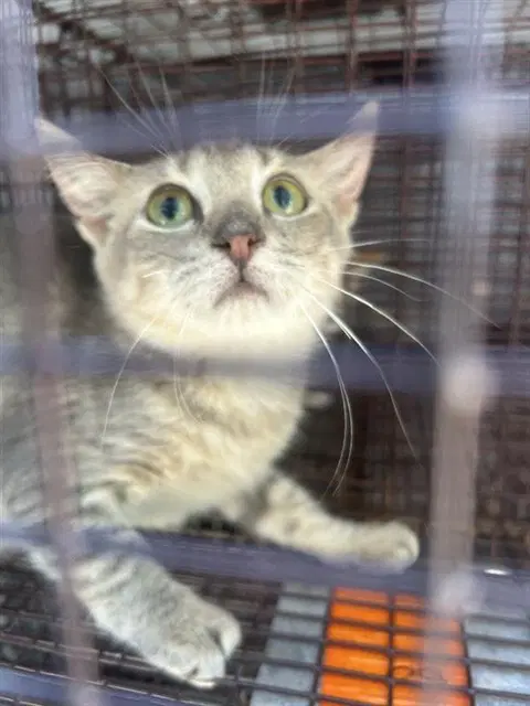 Unknown - Domestic Short Hair