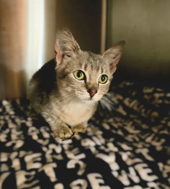 Unknown - Domestic Short Hair