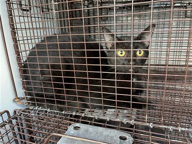 Unknown - Domestic Short Hair
