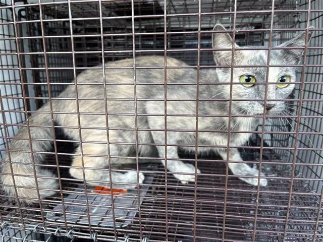 Unknown - Domestic Short Hair