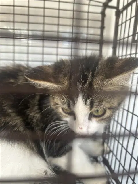 Unknown - Domestic Short Hair