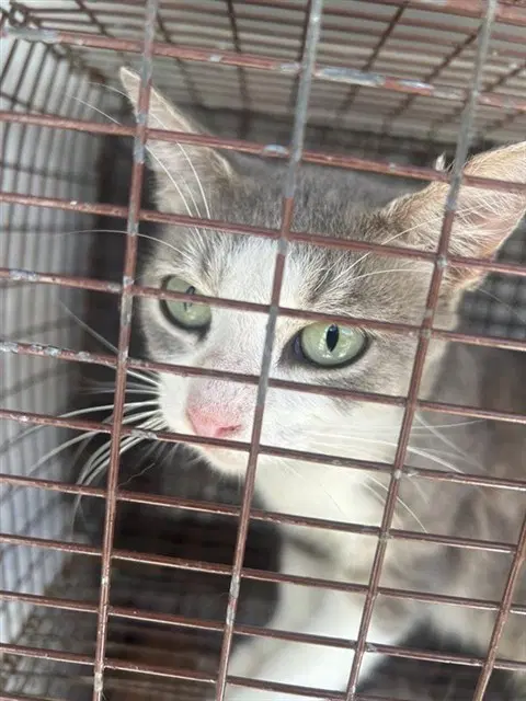 Unknown - Domestic Short Hair