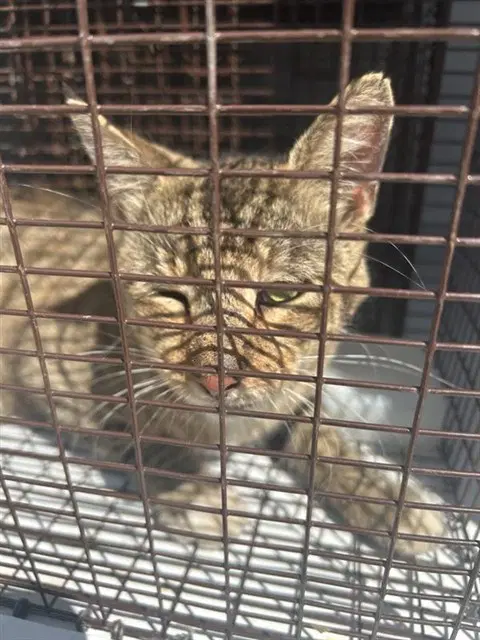 Unknown - Domestic Short Hair