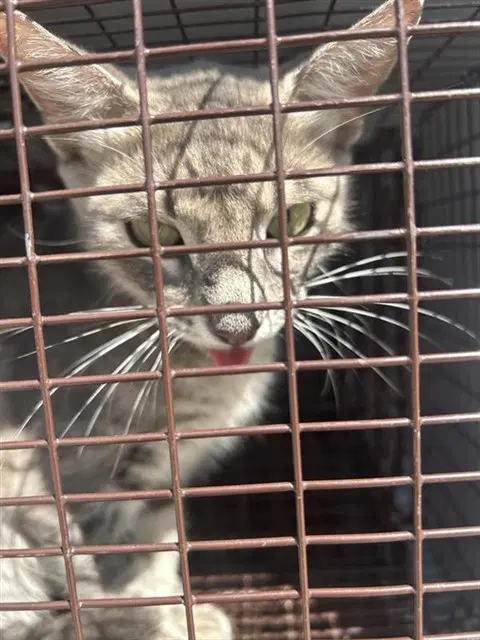 Unknown - Domestic Short Hair