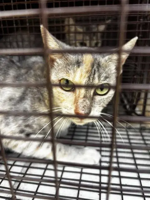 Unknown - Domestic Short Hair
