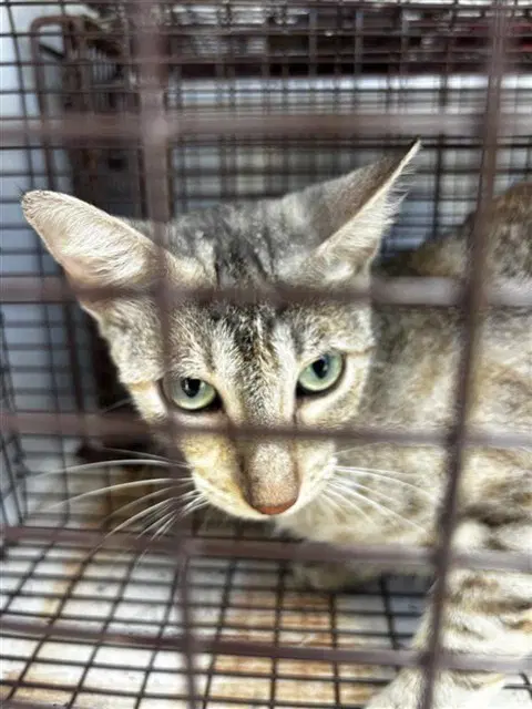 Unknown - Domestic Short Hair