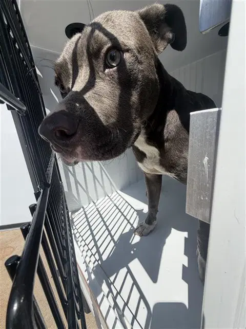 Unknown - Pit Bull Terrier