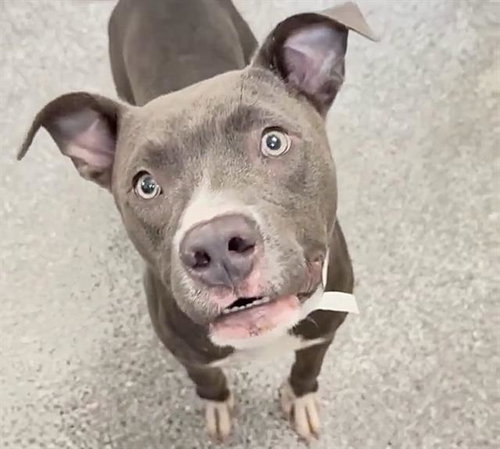 A661839, a dog for adoption from Harris County Pets