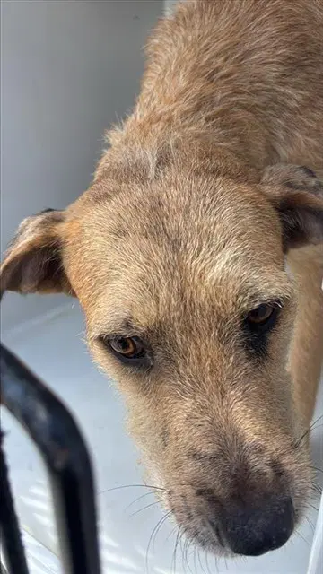 Unknown - Irish Terrier