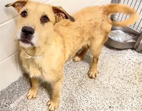 BETH, a dog for adoption from Harris County Pets