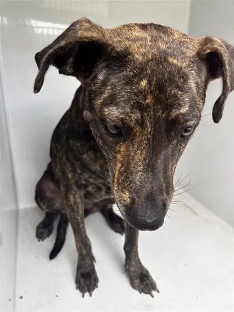 Unknown - Plott Hound