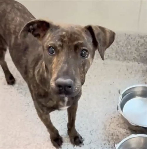 LYRA, a dog for adoption from Harris County Pets