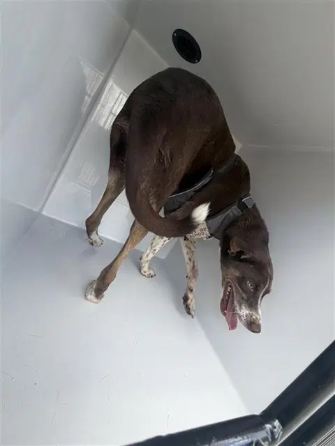 Unknown - Labrador Retriever