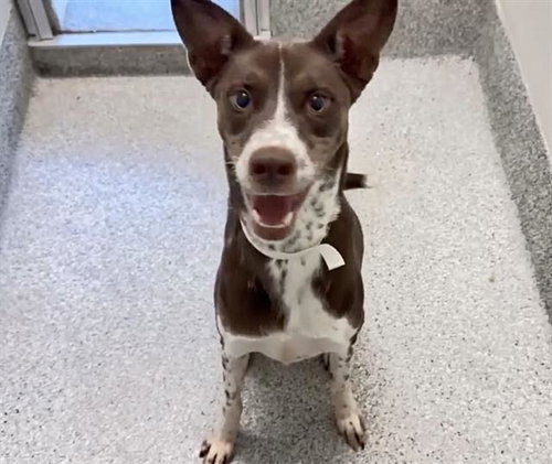CHARLIE, a dog for adoption from Harris County Pets