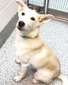 BEAR — Houston, TX Adoption