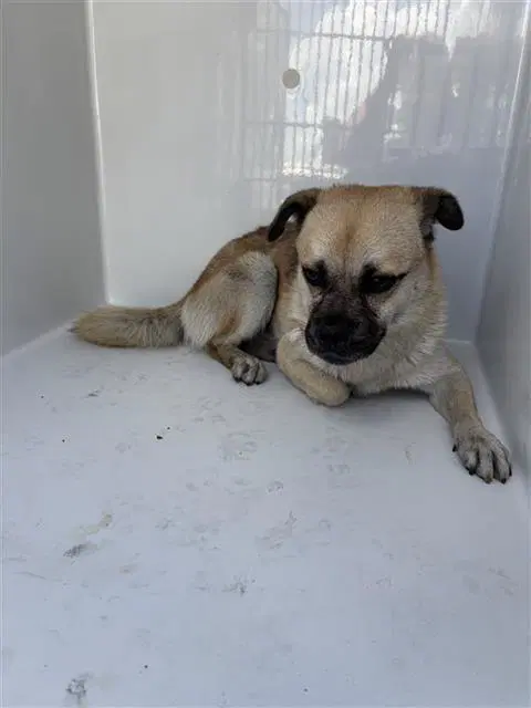 Unknown - Pug
