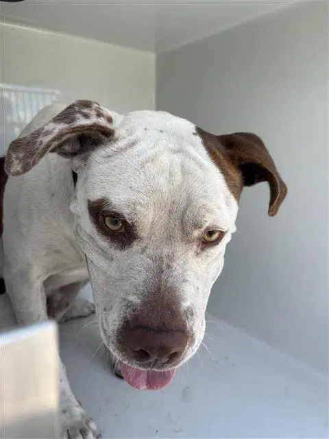 Unknown - Pit Bull Terrier