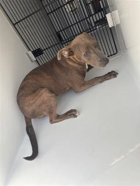 Unknown - Pit Bull Terrier