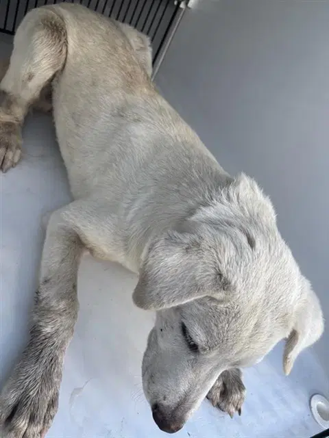 Unknown - Labrador Retriever