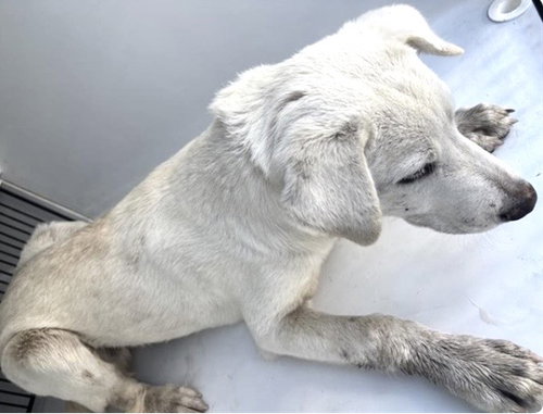 A661860, a dog for adoption from Harris County Pets