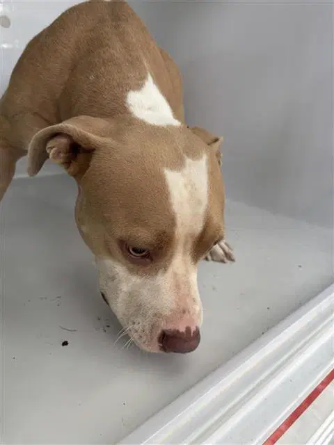 Unknown - Pit Bull Terrier