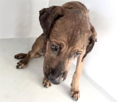 A661875, a dog for adoption from Harris County Pets