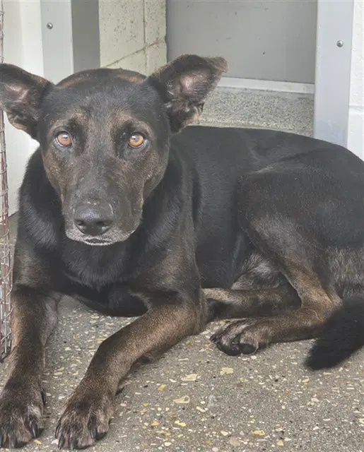 Unknown - German Shepherd Dog