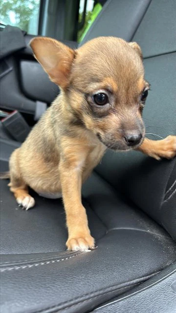 Elphie