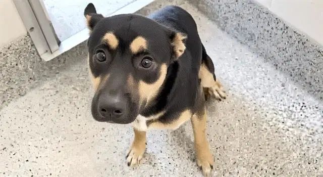Luthor - German Shepherd Dog