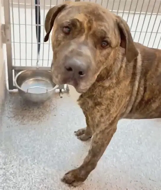 Rocco - Pit Bull Terrier