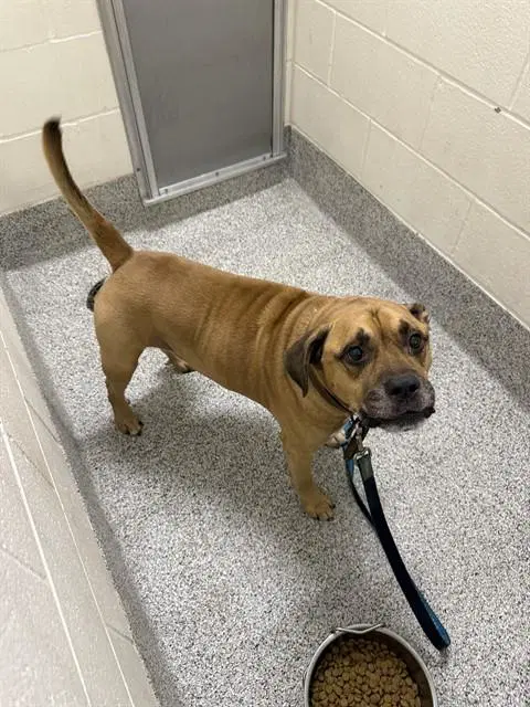 Soze - Pit Bull Terrier
