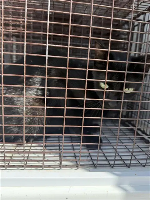 Unknown - Domestic Short Hair