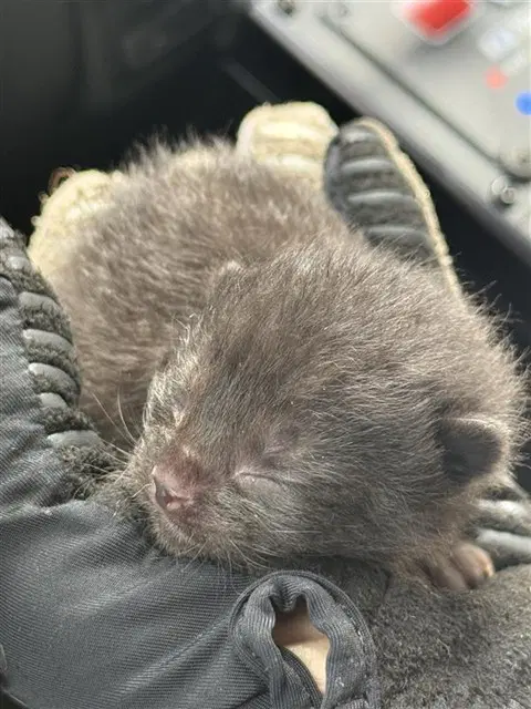 Unknown - Domestic Short Hair