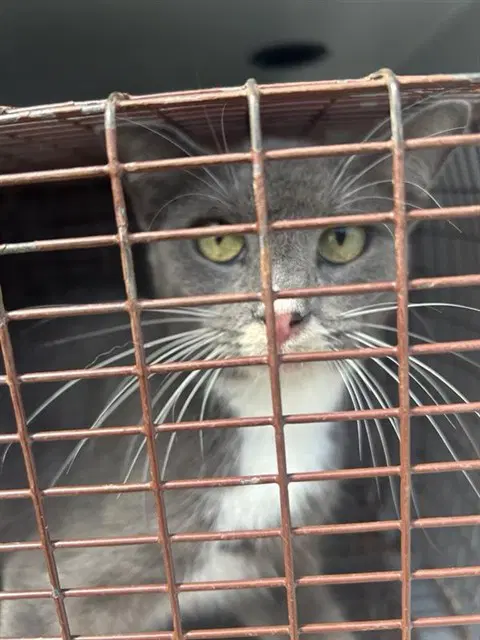 Unknown - Domestic Short Hair