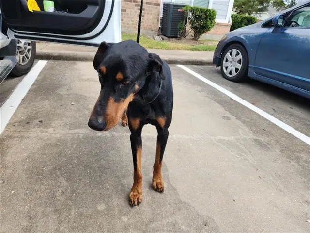 Unknown - Doberman Pinscher