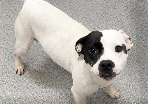 A661914, a dog for adoption from Harris County Pets