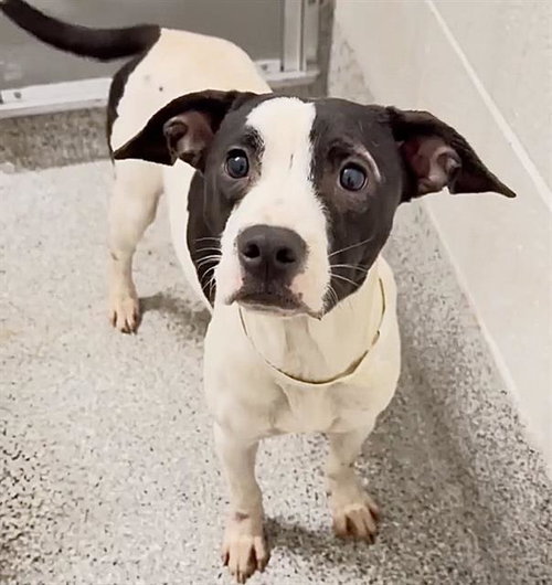 A661915, a dog for adoption from Harris County Pets
