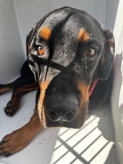 Hudson - Rottweiler