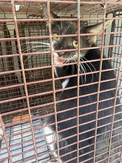 Unknown - Domestic Short Hair