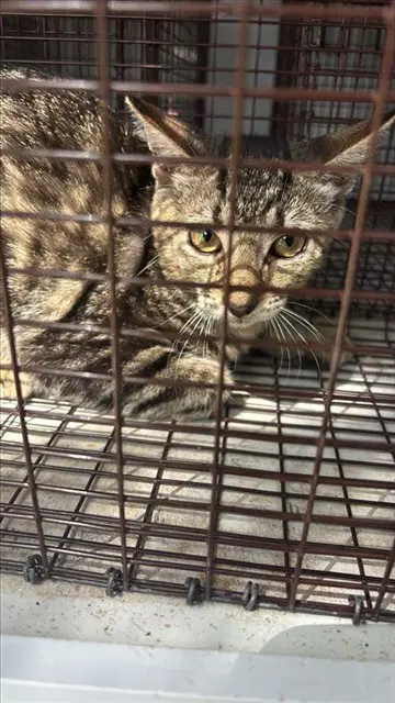 Unknown - Domestic Short Hair