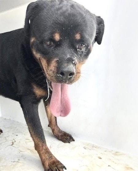 RUGER, a dog for adoption from Harris County Pets
