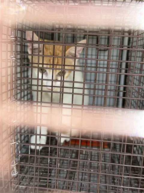 Unknown - Domestic Short Hair