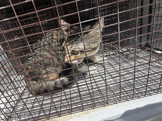 Unknown - Domestic Short Hair