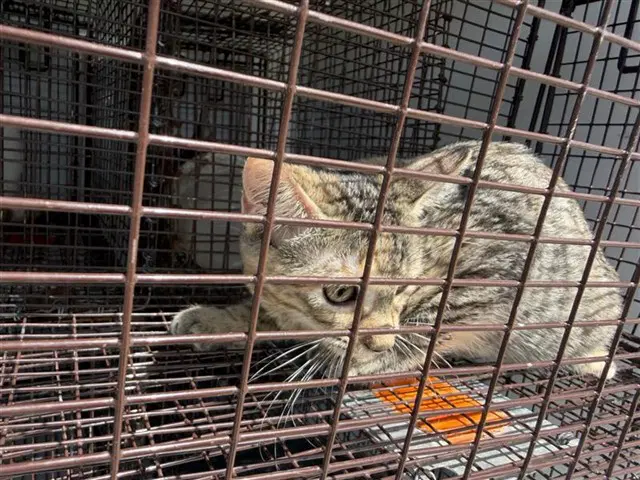 Unknown - Domestic Short Hair